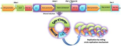 Algevir: An Expression System for Microalgae Based on Viral Vectors